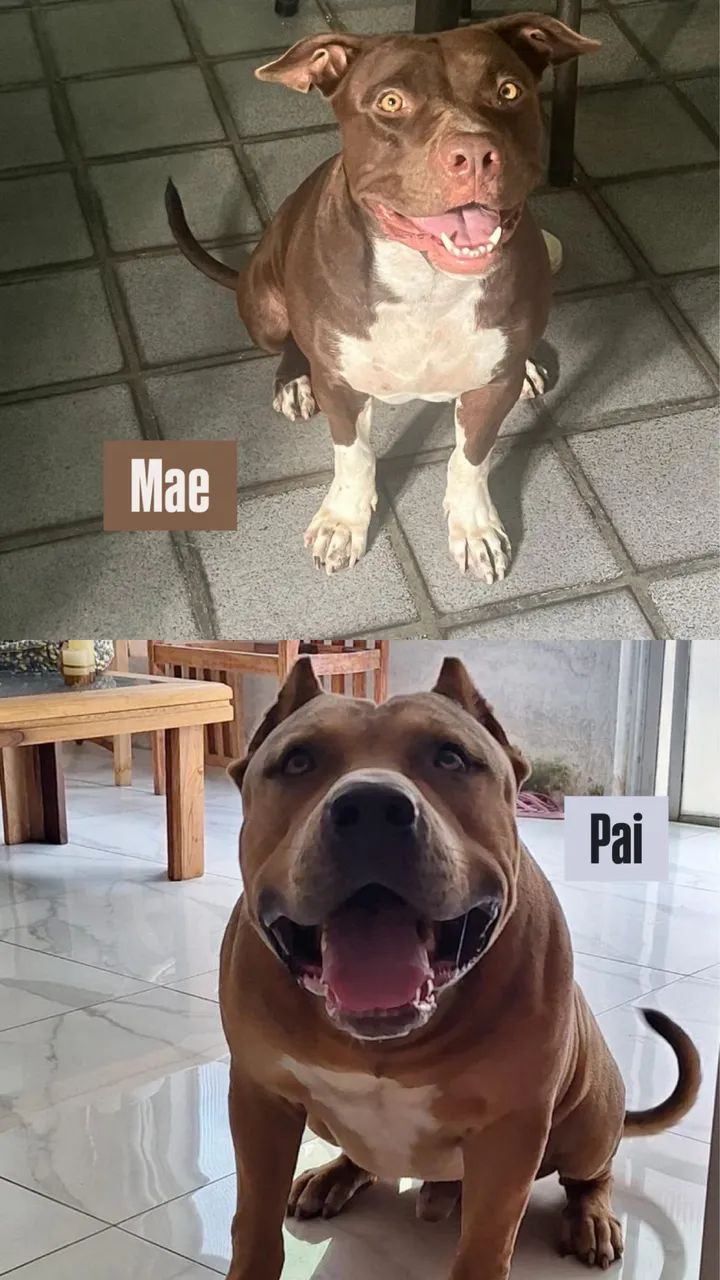 PitBull - Foto 3