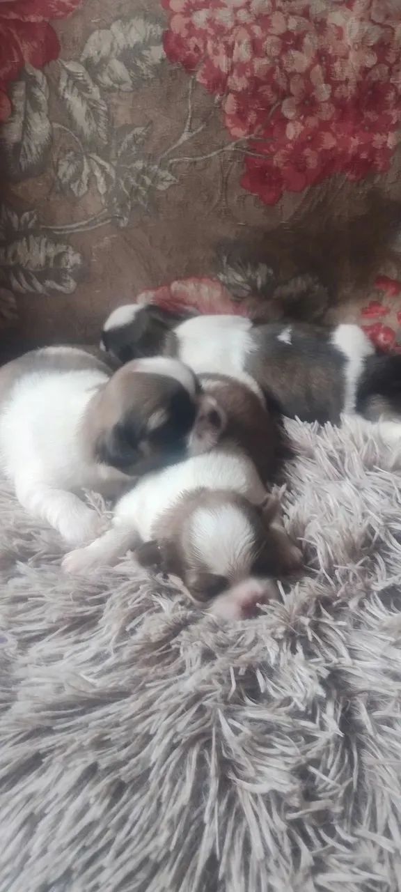 Shih tzu - Foto 5