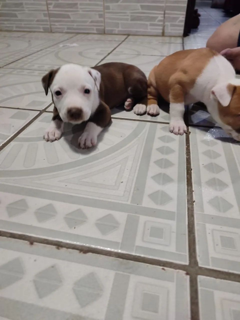 Pitbull - Foto 4