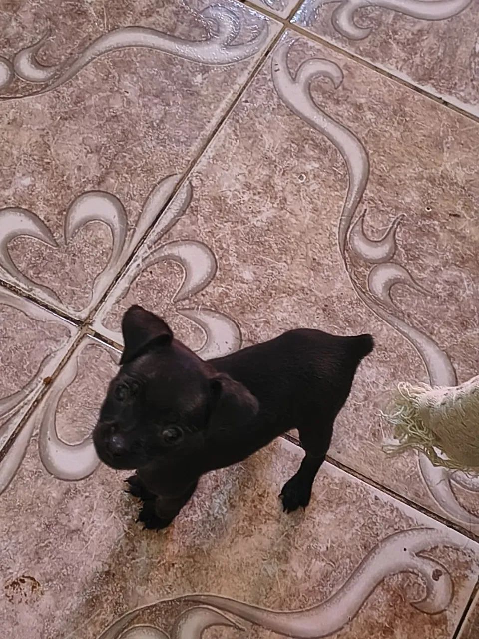 Pinscher 0 - Foto 3