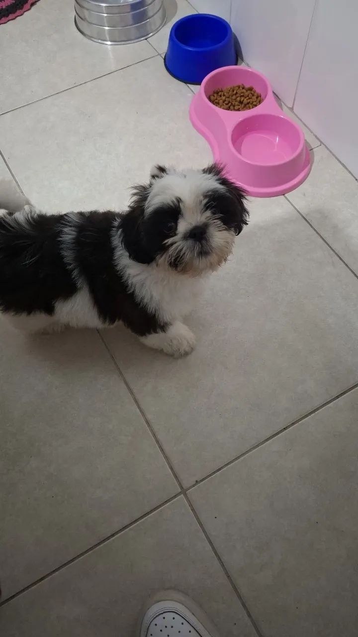Shih Tzu 800R$