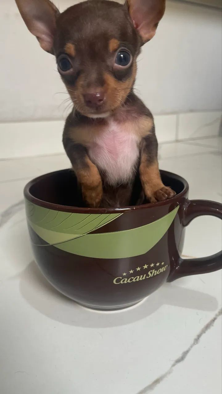 Pinscher macho N?1 - Foto 5