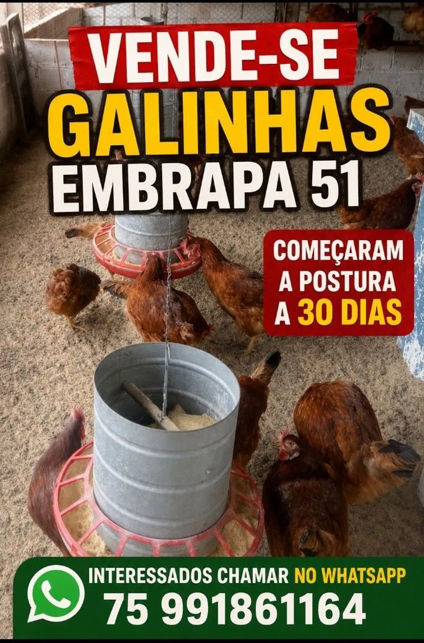 Galinhas poedeiras 