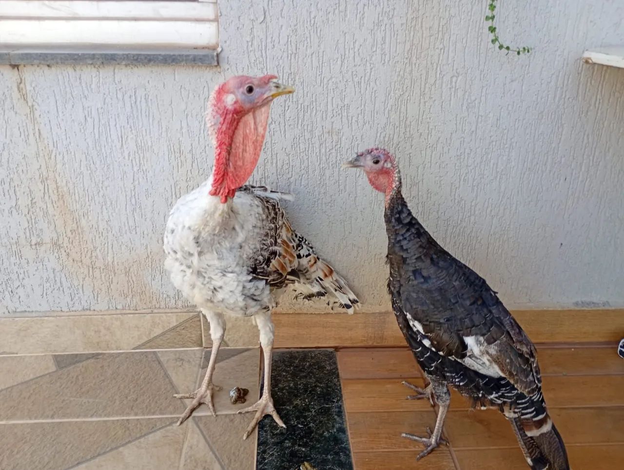 Vendo casal de Perus jovens  - Foto 4