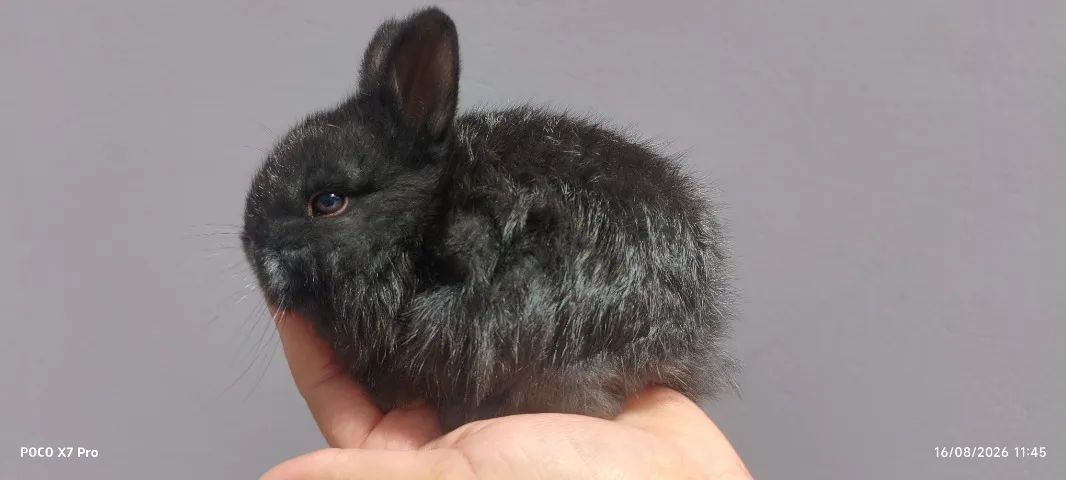 ? COELHINHOS ANÕES À VENDA! ?   - Foto 5
