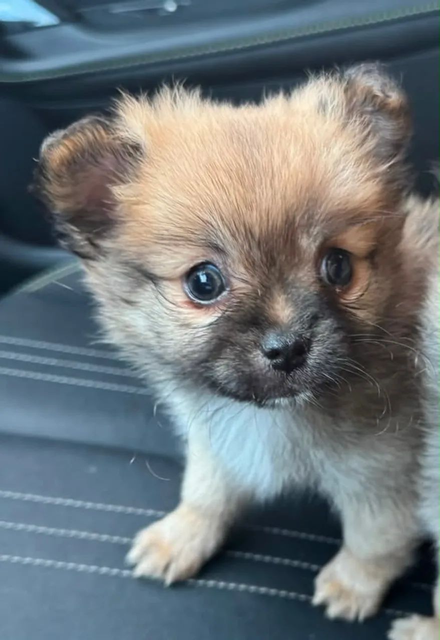Mini cachorrinho  - Foto 2