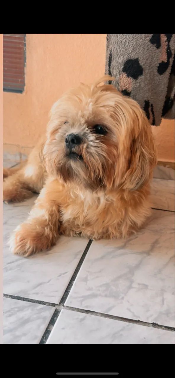 Filhotes de shih-tzu com poddle  - Foto 2