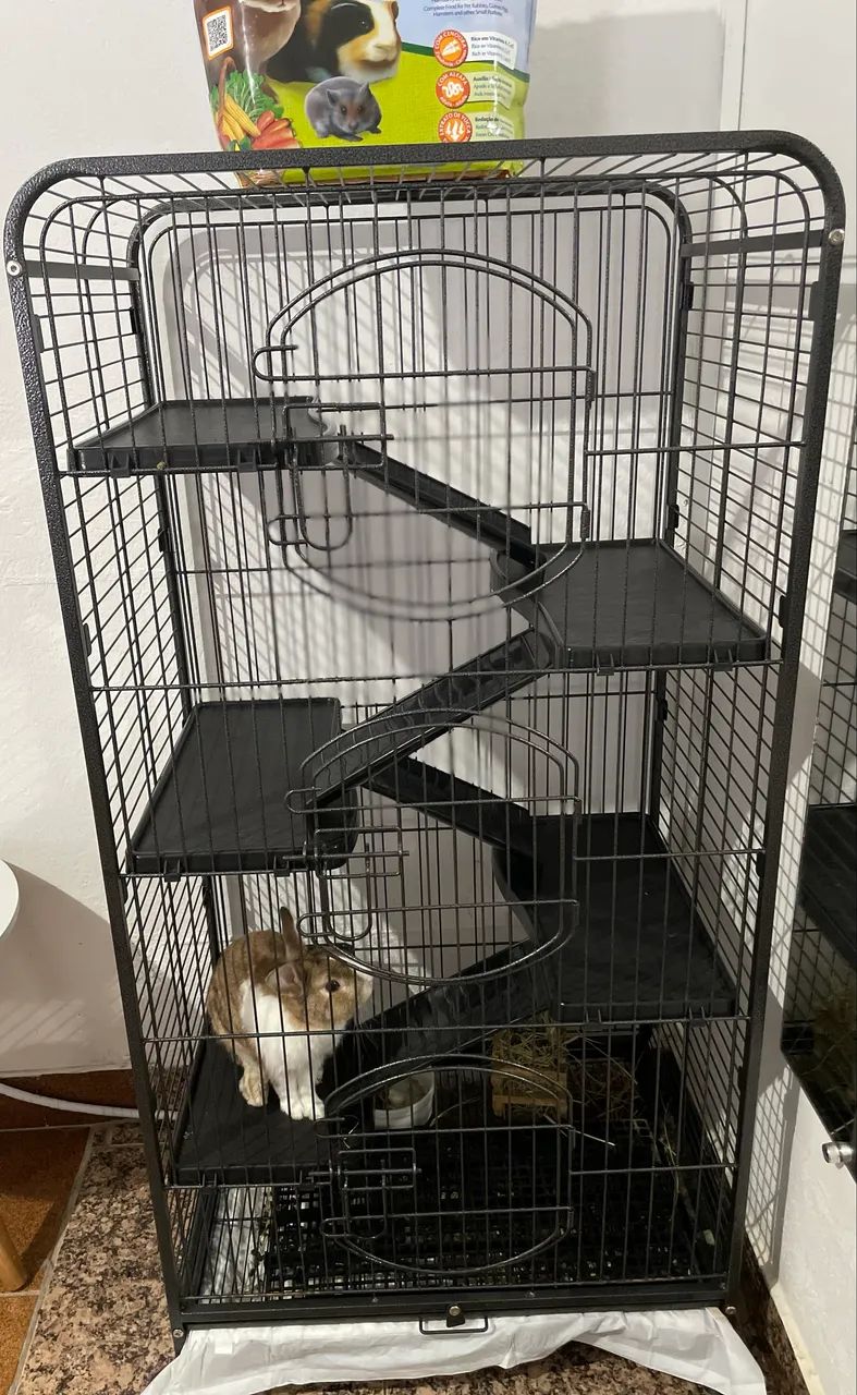 Gaiola com coelho anão de 1 ano