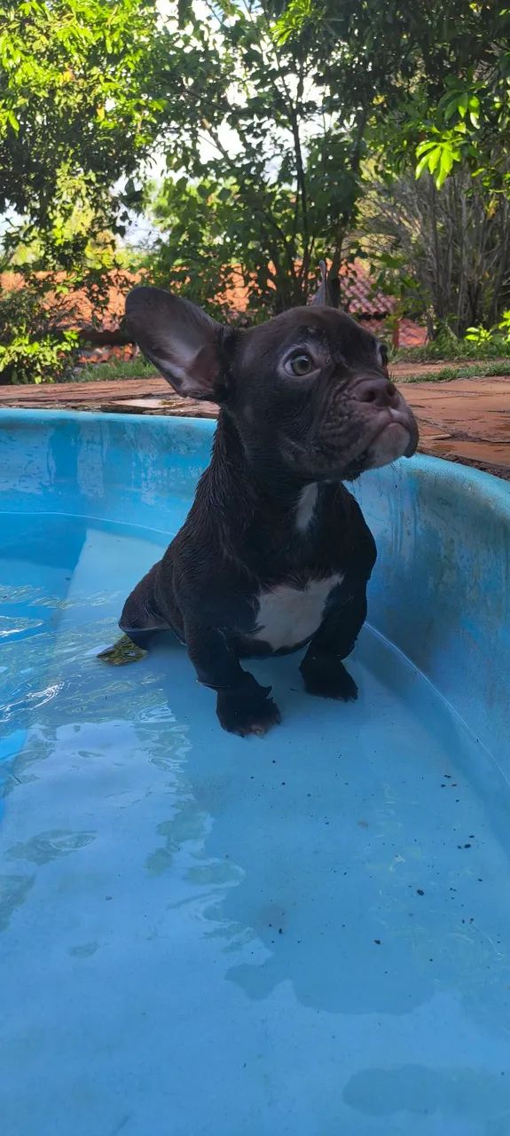 Filhote American bully - Foto 2