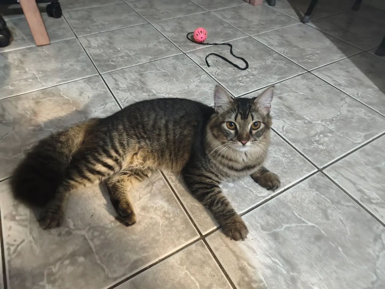 Doação responsável gato macho