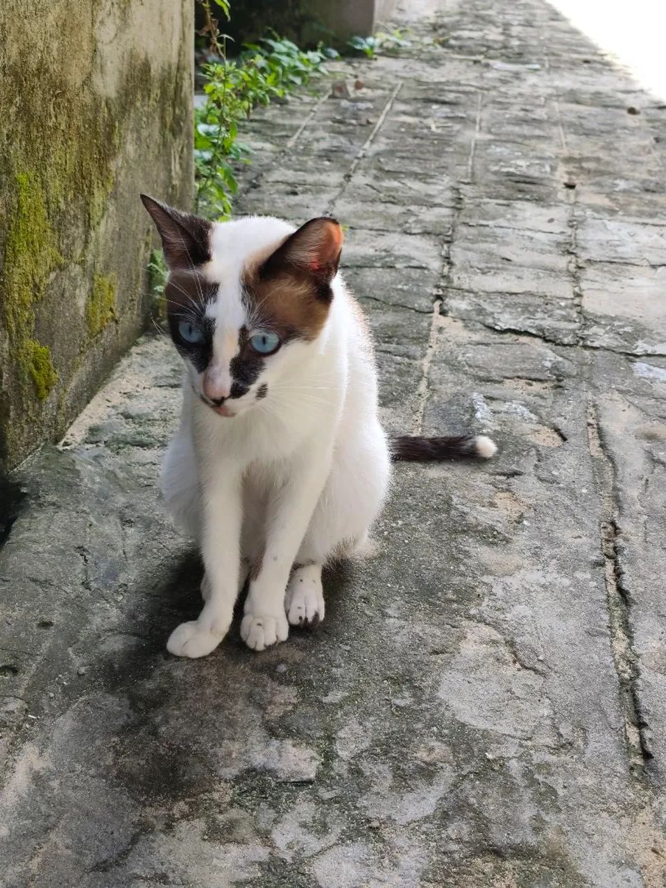 Gato adoção - Foto 2