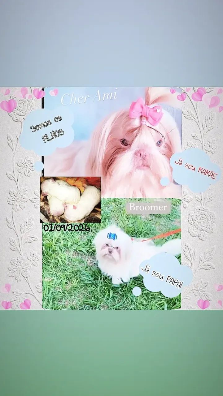 Shihtzu Branco com Areia  - Foto 4
