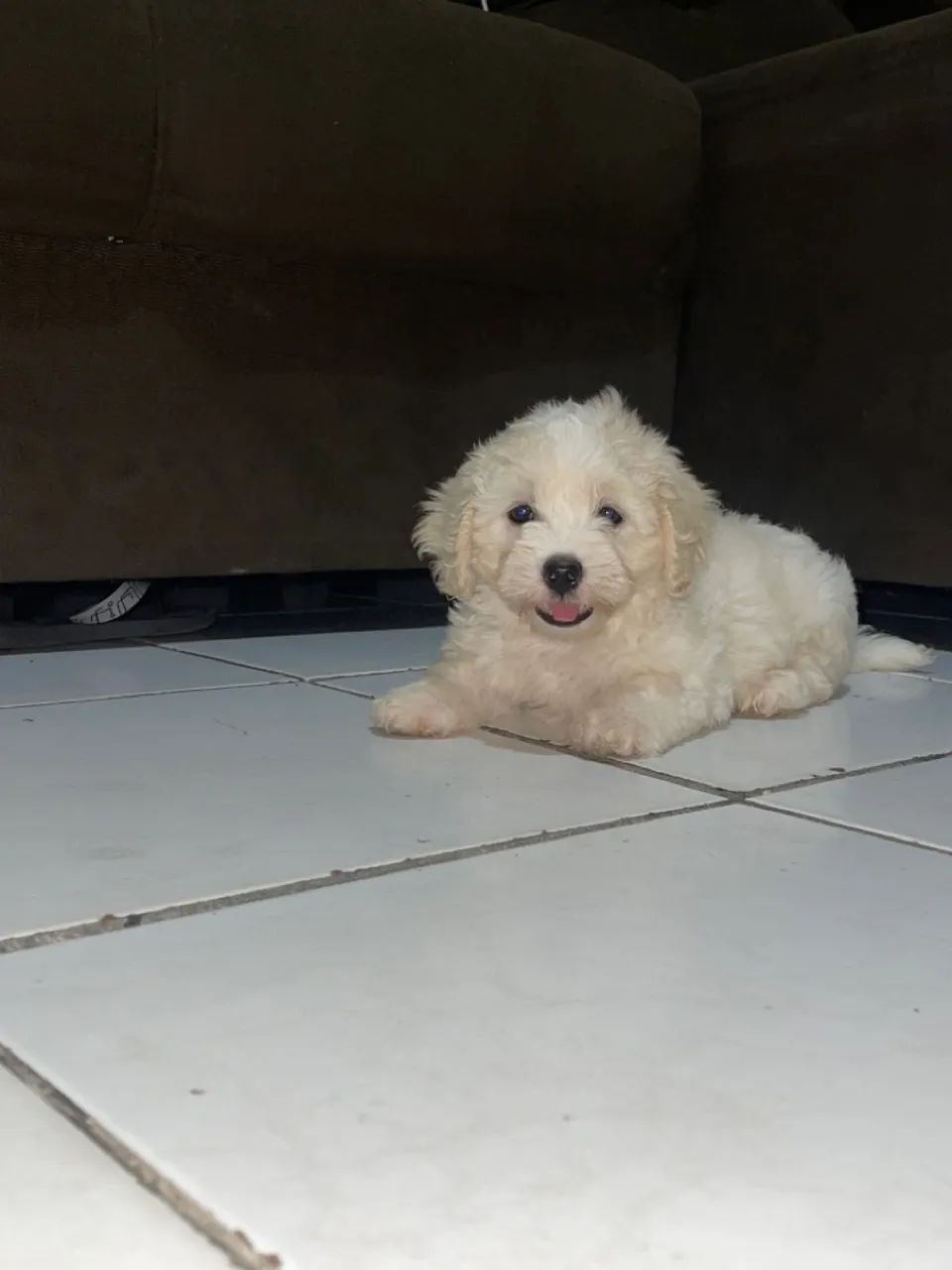 Cachorro  - Foto 2