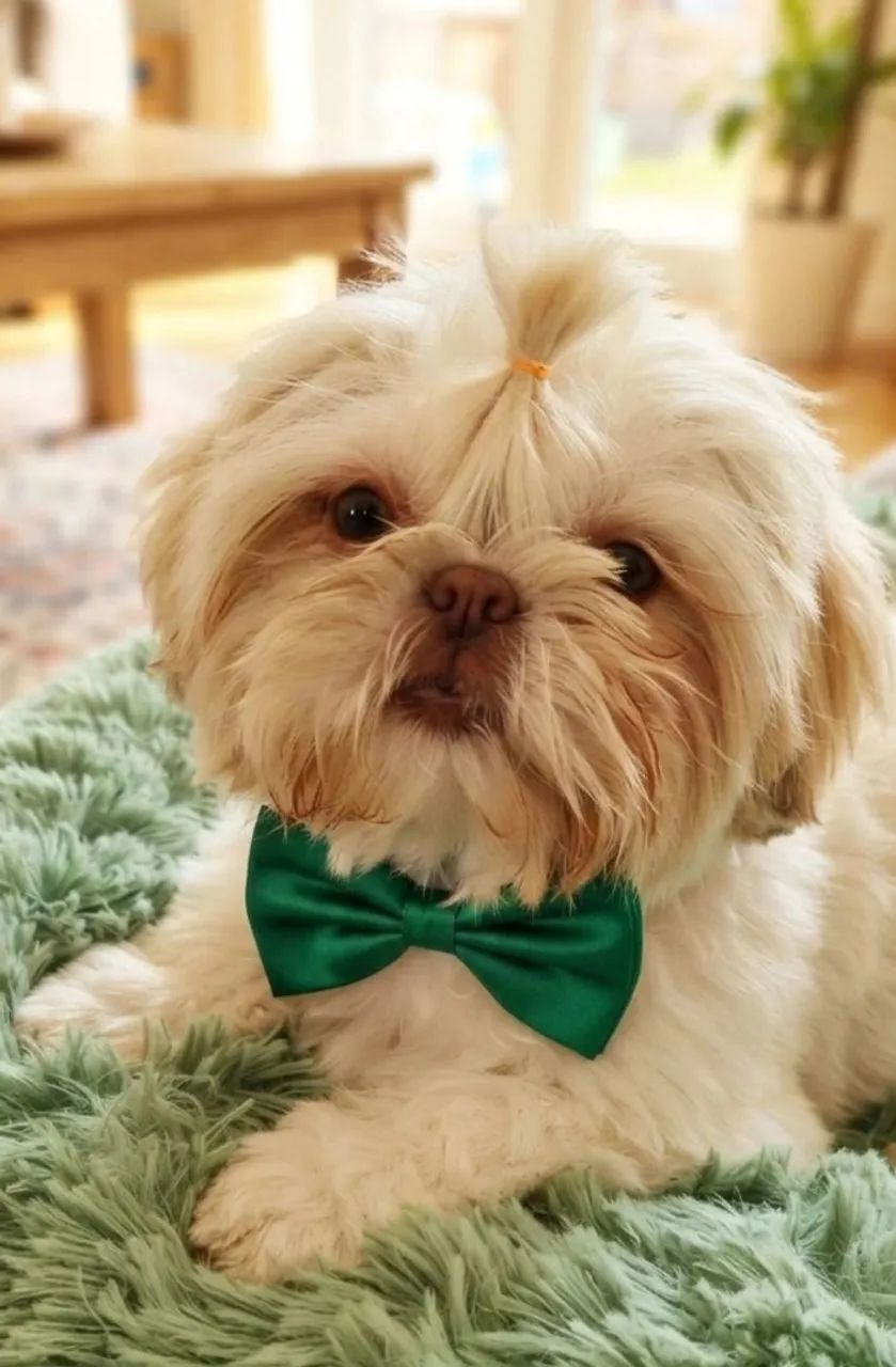 Shih tzu mini macho branco  - Foto 5