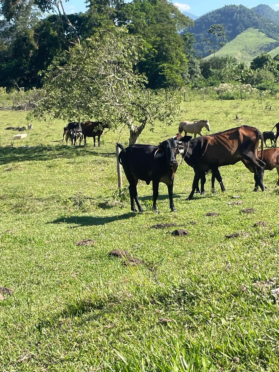 Novilha  - Foto 4
