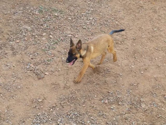 FILHOTES PASTOR MALINOIS - Foto 3
