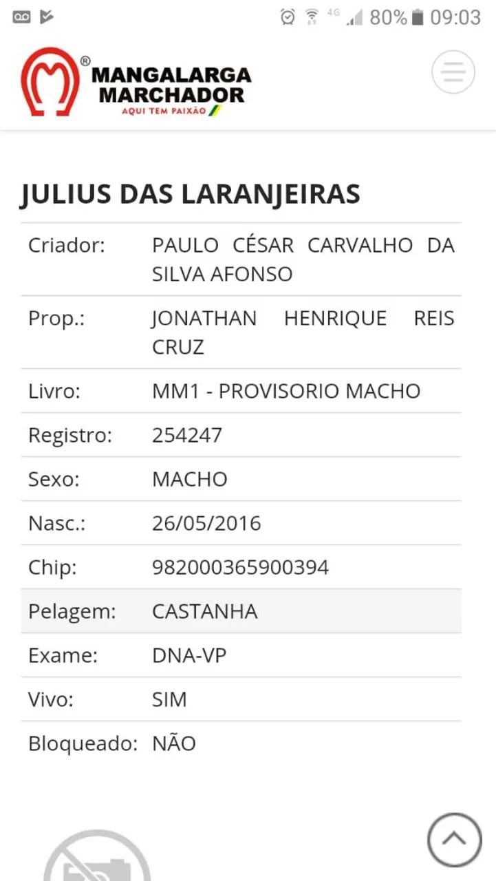 cavalo  - Foto 3