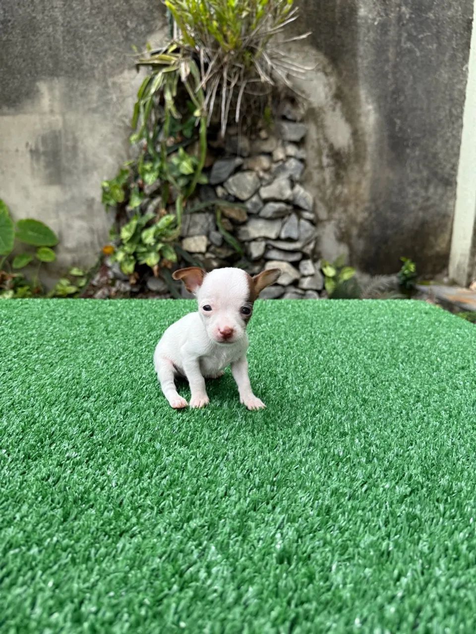 Pinscher zero miniatura  - Foto 4
