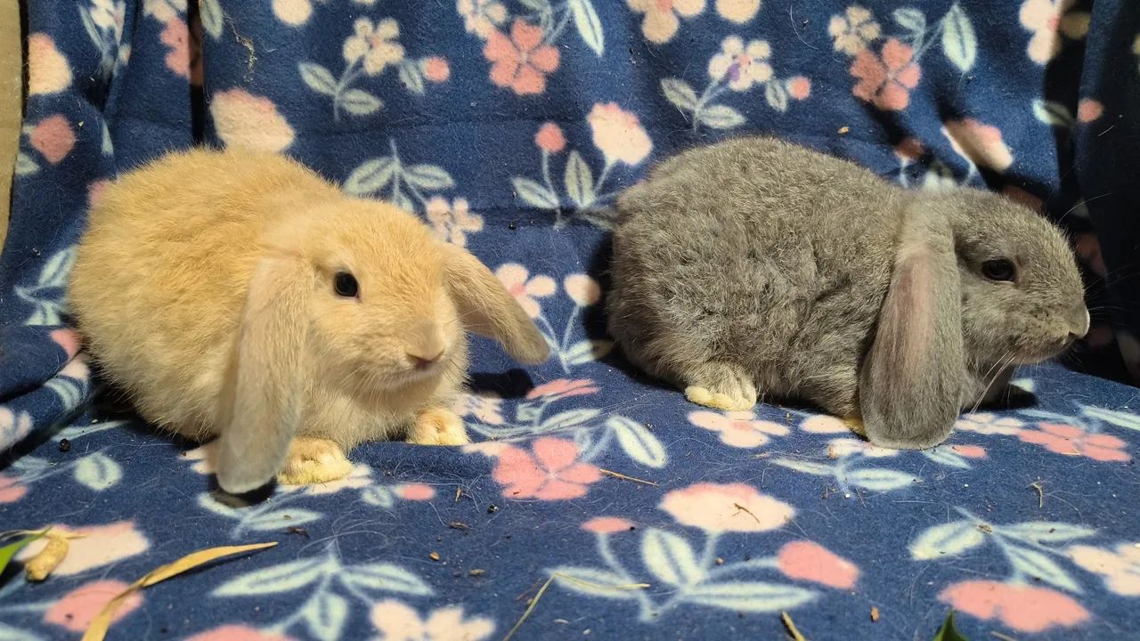 Coelhos mini lop  - Foto 3