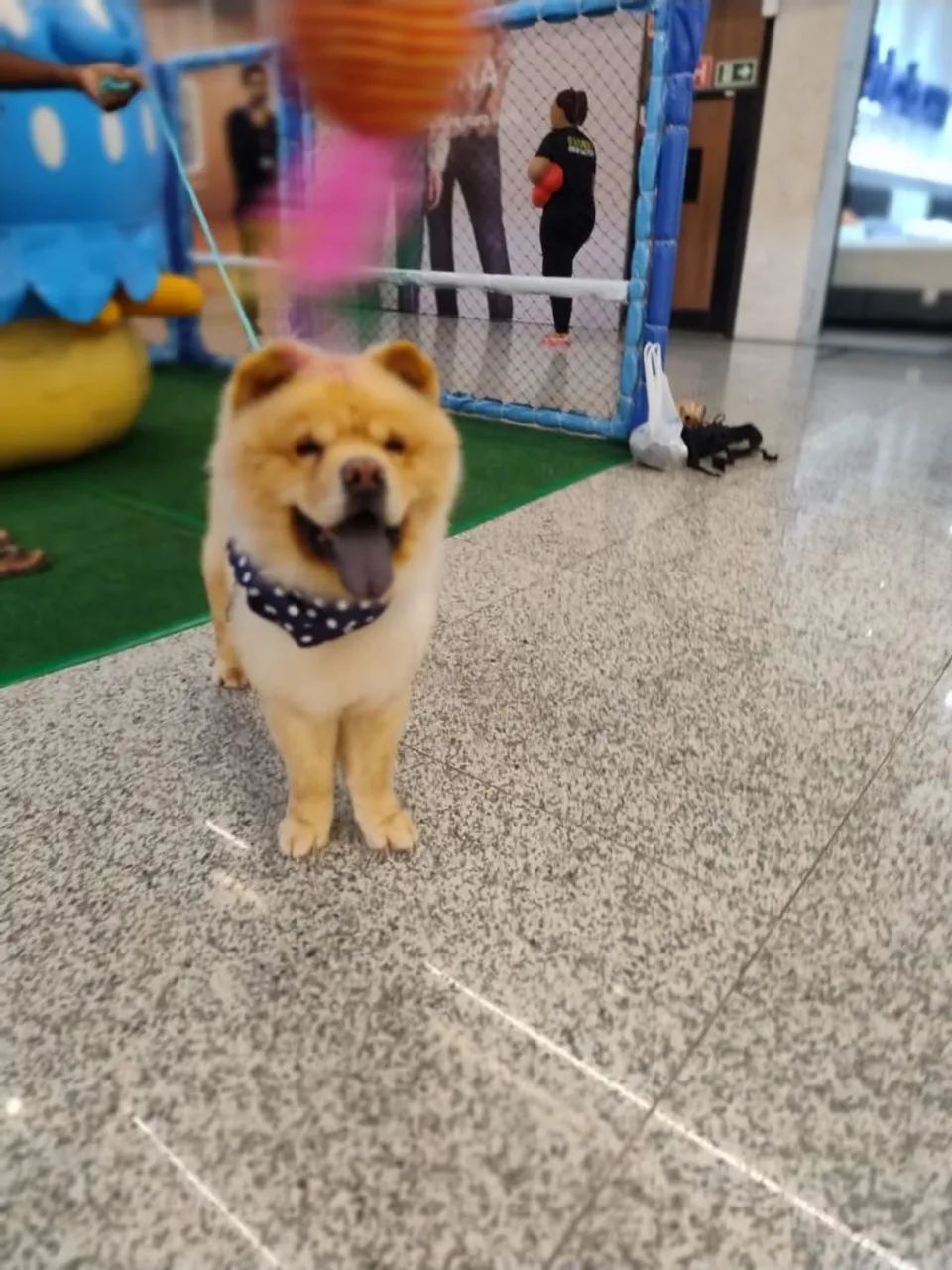 Cachorro chow-chow - Foto 5