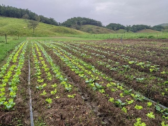 Hortaliças orgânicas - Foto 3