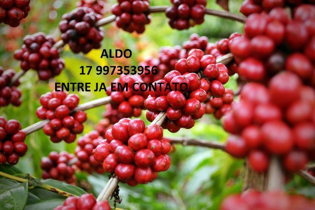 NPK Líquido - Adubo de café - Foto 4