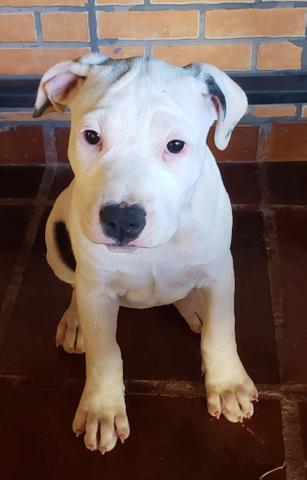 Fêmeas American Staffordshire Terrier - Foto 4