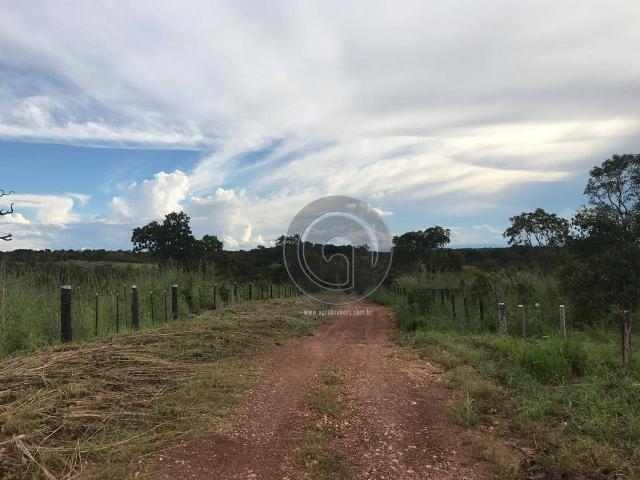 Sítio 11,8 ha na região distrito da guia - Foto 15