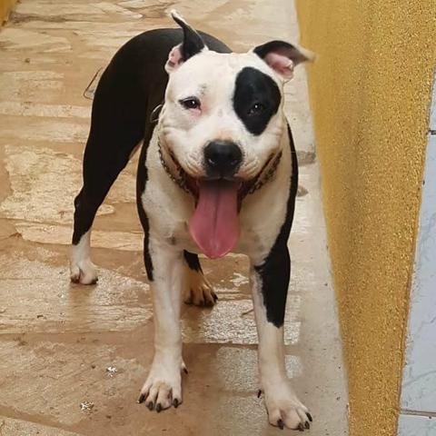 Fêmeas American Staffordshire Terrier - Foto 5