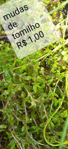 Mudas de hortaliças, e suculentas plantas em geral - Foto 3