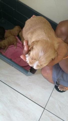 Cachorro Yorkshire