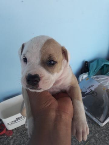 Filhotes de pitbull Amstaff