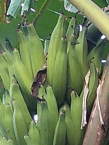 Mudas d banana - Foto 4
