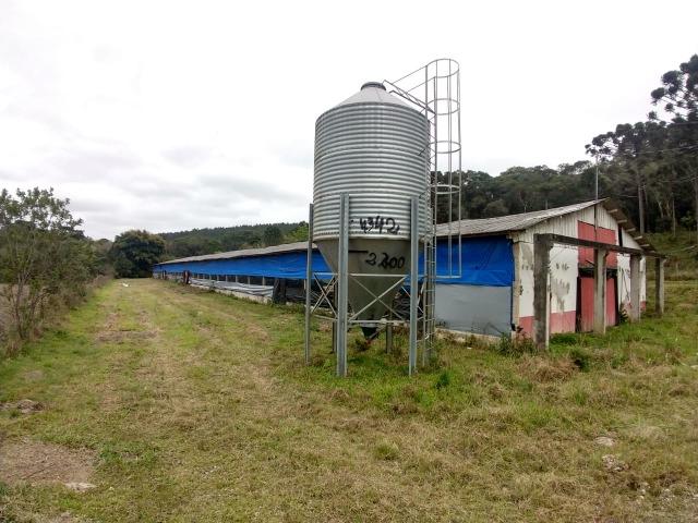 Fazenda em Campo Largo Bairro São Silvestre - Foto 18