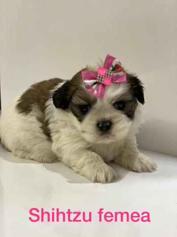Linda fêmea de shihtzu