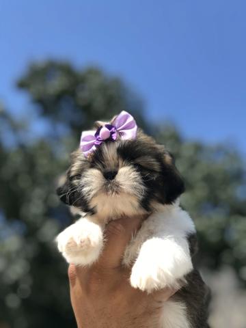 Lindas bibelôs de shih Tzu canil imperial amor ? e carinho com nossos filhotes - Foto 4