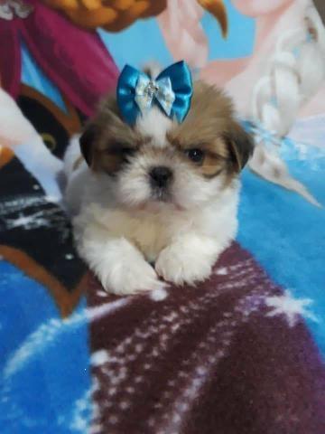 Shih tzu lindas cores