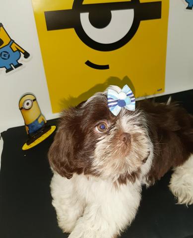Shihtzu macho e fêmea Cor Rara