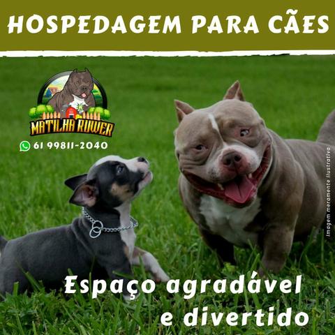 Matilha Ruwer - Canil e Hospedagem para Cães - Foto 3