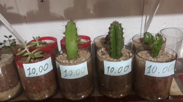 Vendo muda de cactos,palma e suculentas