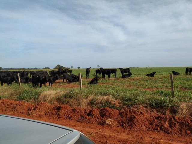 Fazenda Divisa com Paraguai 3.354 Alqueires Paulista!!!!!! - Foto 4