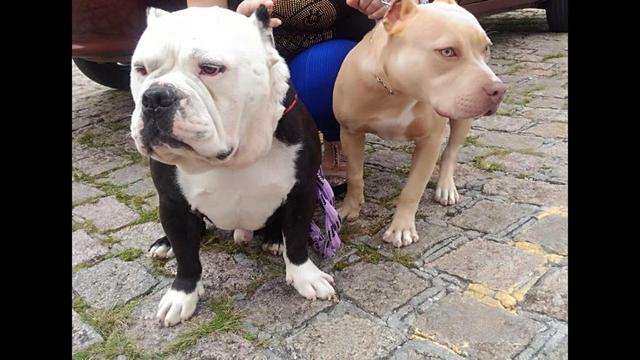 Filhotes de American bully - Foto 2