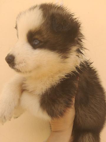 Filhotes de husky siberiano piebald
