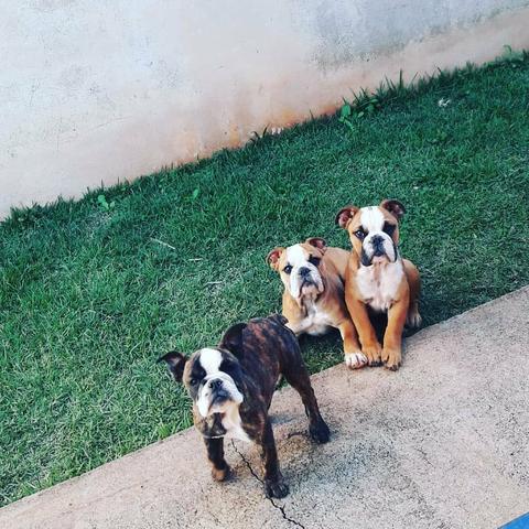Bulldog Inglês macho e fêmea top