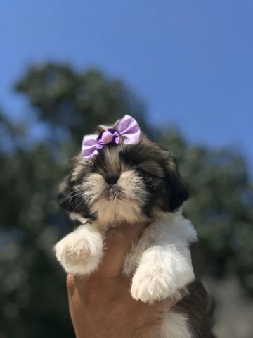 Lindas bibelôs de shih Tzu canil imperial amor ? e carinho com nossos filhotes - Foto 3