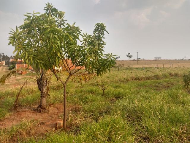 Chácara em Alfredo Marcondes , 2 km da cidade e apenas 300 metros do asfalto!! - Foto 5