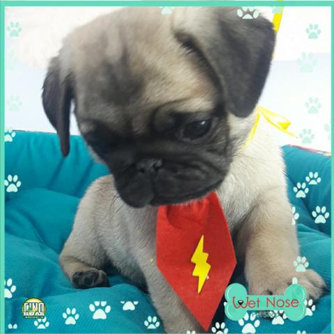 Pug Lindo Macho no dia Das Crianças é na Wet Nose Venham Conferir