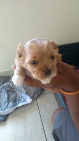 Cachorro Yorkshire - Foto 4