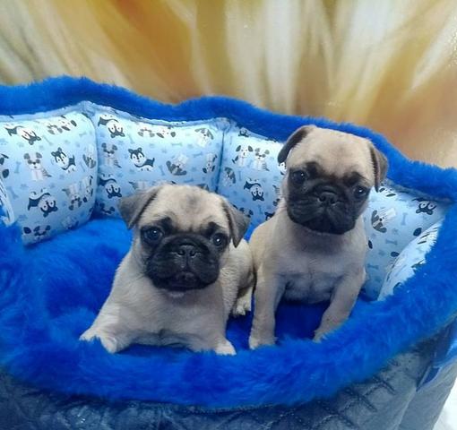 Pug a pronta com vacina e chip