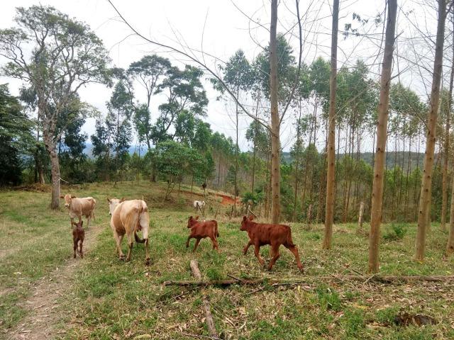 Fazenda em Campo Largo Bairro São Silvestre